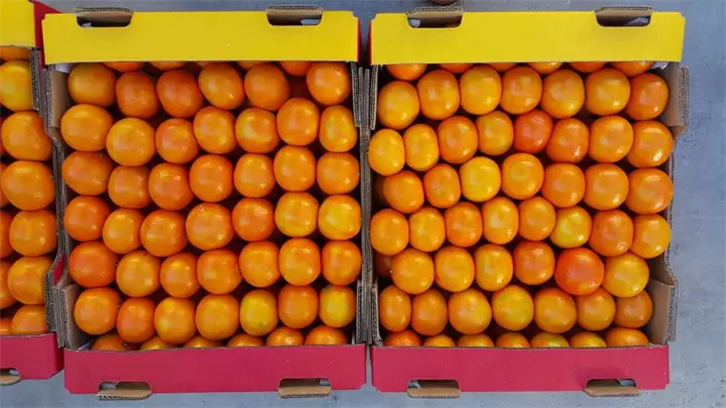 鲜柑橘清关进口代理公司操作案例，来看看啦