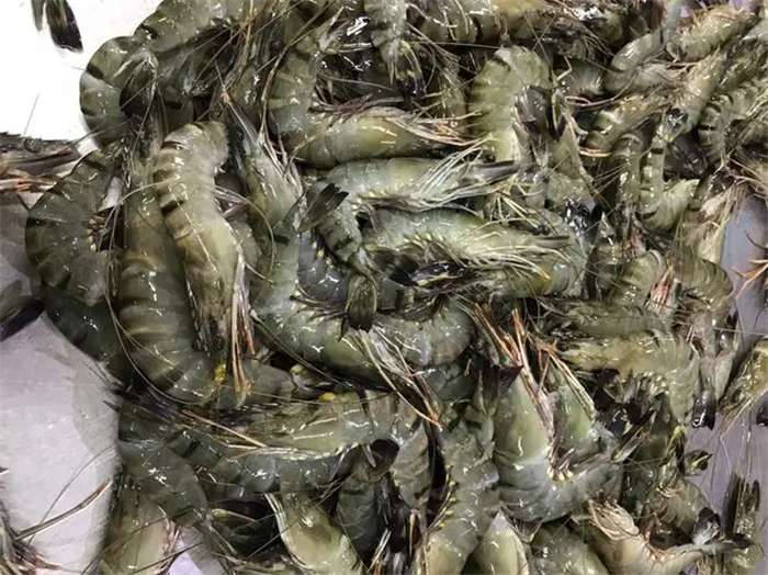 缅甸冻黑虎虾进口报关到佛山代理通关案例