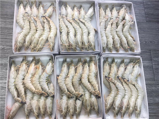 越南冷冻黑虎虾进口报关资料